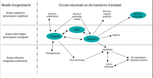Figura 9. Estructures cerebrals amb implicacions en la resposta ansiosa i