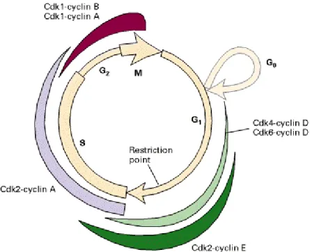 Figura I7.  Activación secuencial de los diferentes complejos ciclina-cdk a lo largo de la progresión del ciclo celular