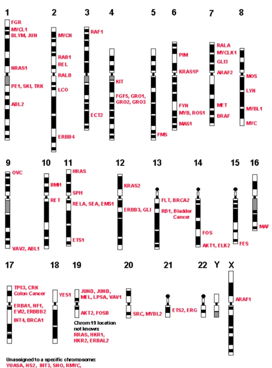 Figura I1.  Localización cromosómica de los diferentes proto-oncogenes y genes supresores de tumores mapados hasta la fecha