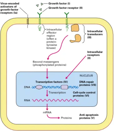 Figura I2 .  Esquema de las siete funciones celulares de los proto-oncogenes y genes supresores de  tumores: factores de crecimiento (I), receptores de factores de crecimiento (II), proteínas involucradas en  la señal de transducción mitogénica (III), fact