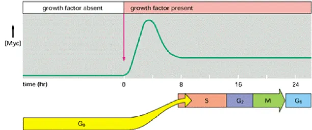 Figura I4.  Ejemplo de la inducción del gen de respuesta temprana c-myc tras la estimulación de la  célula con factores de crecimiento