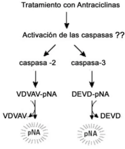 Figura M3.  Principio de los ensayos colorimétricos para la detección de la activación de las caspasas – 2 y –3