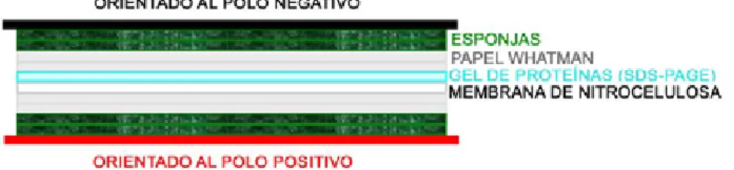 Figura M7.  Componentes y orden de colocación durante el montaje del sándwich para la transferencia  de las proteínas separadas en un gel de SDS-PAGE a una membrana de nitrocelulosa.