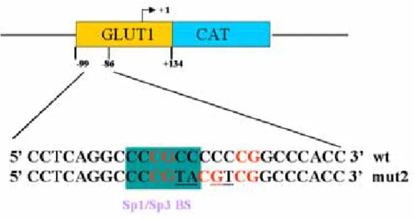 Figura M8.  Mapa de la región proximal de los promotores GLUT1wt y GLUT1mut2. La región que va  desde el nucleótido –93 al –85  contiene el lugar de unión de Sp1, Sp3 y la WP631