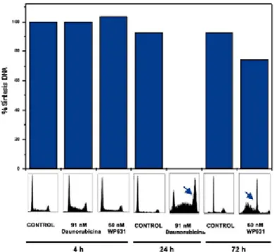 Figura R8.  Determinación de las síntesis de DNA, mediante la medida de la incorporación de BrdU,  en células Jurkat T tratadas con 91 nM Daunorubicina durante 4 y 24 horas, con 60 nM WP631 durante 4  y 72 horas, o sin tratar