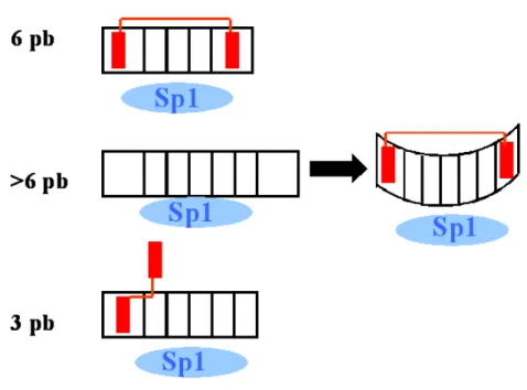 Figura D2. Modelos esquemáticos que ilustran modos alternativos de interacción de la WP631 con el  DNA, y su capacidad de competir con el factor de transcripción Sp1