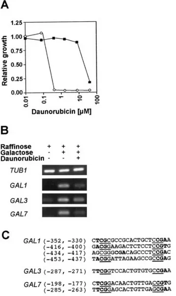Figure 3 Effects of daunorubicin on galactose utilization