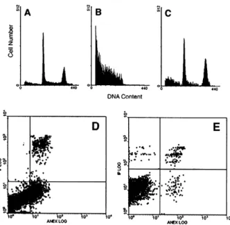 Fig. 4. Quantitative determination of the uptake of daunorubicin and WP631 in Jurkat T lymphocytes