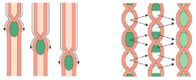 Fig. 2: Movimiento perist´ altico a la izquierda, segmentaci´ on a la derecha El movimiento propio de la pared muscular se llama contracci´ on