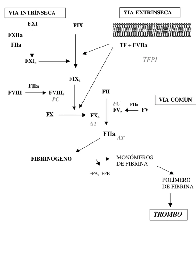 Figura 1. Representación esquemática de la cascada de coagulación. Los factores están indicados por la letra F seguido de números romanos y las formas activas: “a”