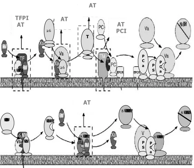 Figura 2. En esta figura se muestran los diferentes sistemas inhibidores de la coagulación: AT, PC y TFPI, PCI