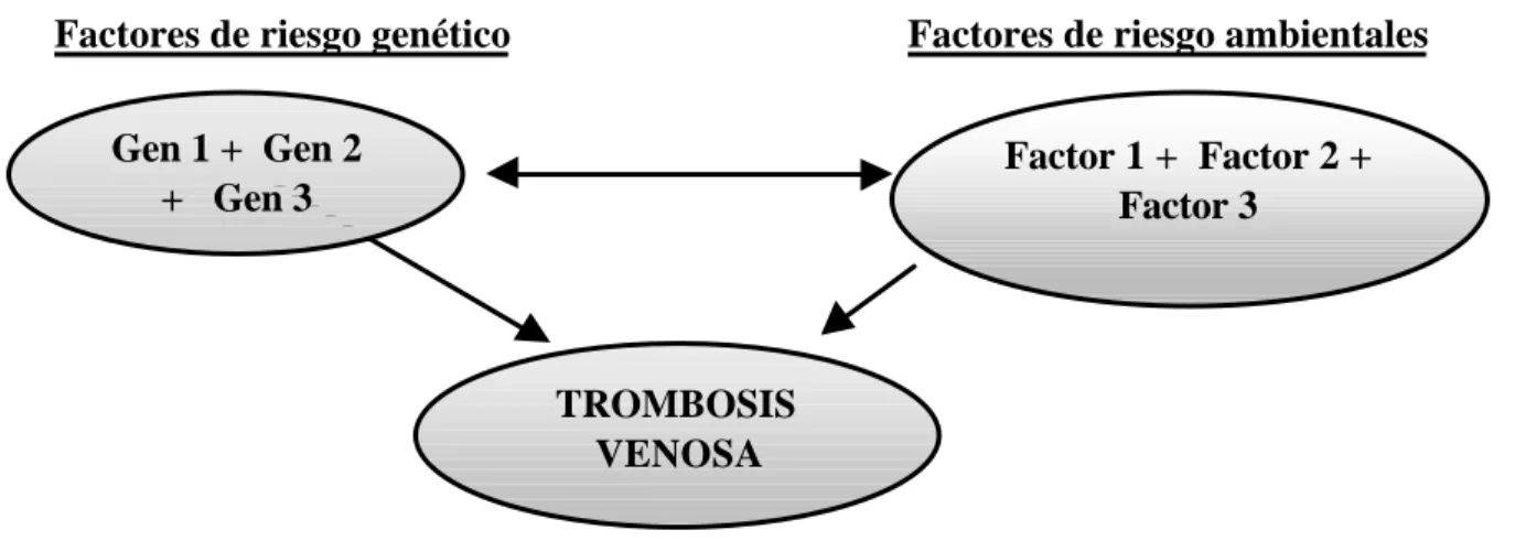 Figura 3. La trombosis venosa como enfermedad compleja puede ser debida a la interacción de factores de riesgo genéticos y ambientales.