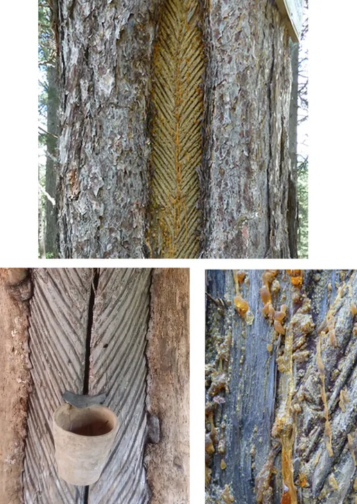 Figura 7.  Extracción de la resina de Pinus nigra laricio en Calabria. 