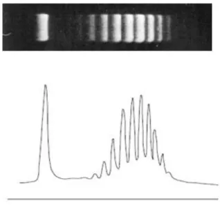 Figura I5. Distribución de topoisómeros en gel de agarosa (arriba) y cuantificación de las intensidades de 