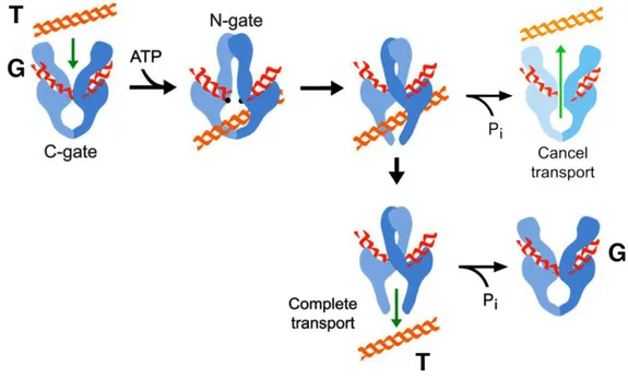 Figura I11. Mecanismo de acción de las topoisomerasas tipo II. Una vez el segmento G (rojo) se ha unido 