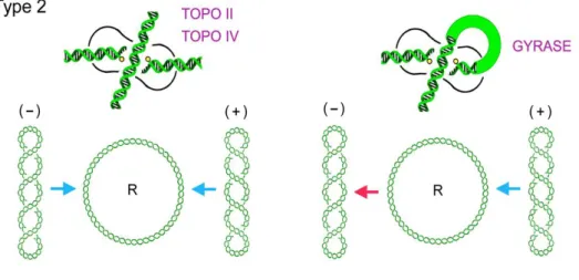 Figura  I13.  Las  topoisomerasas  II  y  IV  invierten  indistintamente  cruces  de  ADN  producidos  por 