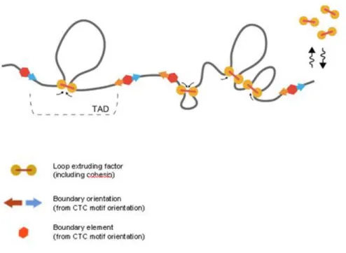 Figura  I17.  Formación  de  loops  en  el  genoma  mediante  el  modelo  de  loop  extrusion  (Fudenberg  et  al., 