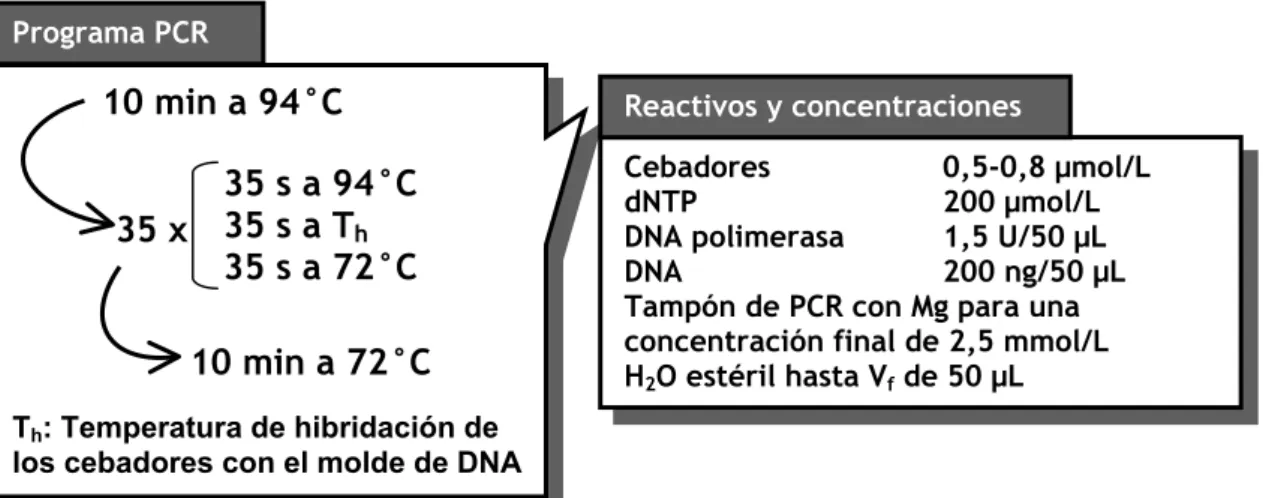 TABLA 11. CONDICIONES PCR-RFLP PARA DETECCIÓN MUTACIONES 