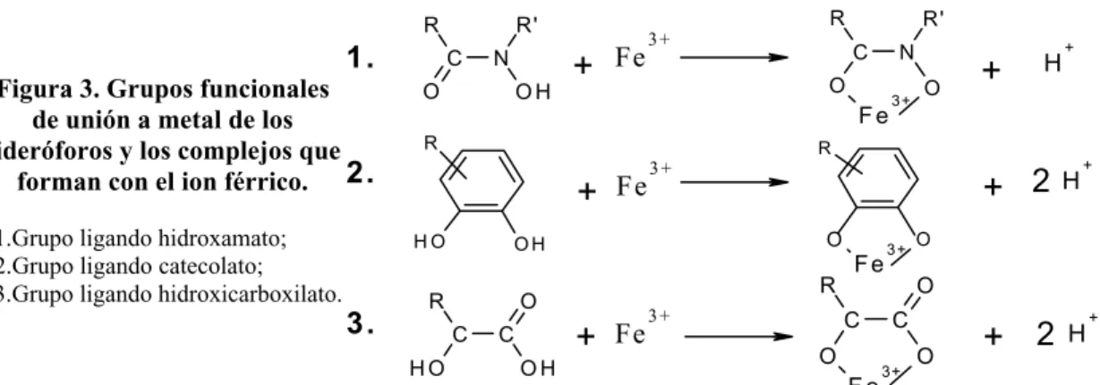 Figura 3. Grupos funcionales de unión a metal de los  sideróforos y los complejos que 
