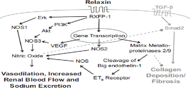 Fig.  2.5.1  Modelo  de  funcionamiento  de  las  vías  renoprotectoras  activadas  por  la  relaxina