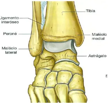 Fig.  2.6.1  Articulación  del  tobillo.  Vista  anterior  con  flexión  plantar  del  pie
