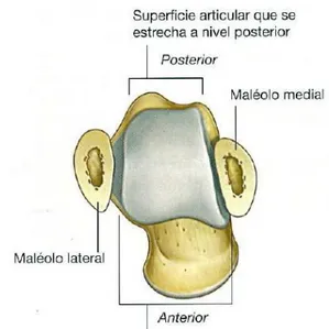 Fig.  2.6.4.4  Articulación  del  tobillo.  Vista  superior  del  astrágalo que  forma  la superficie articular