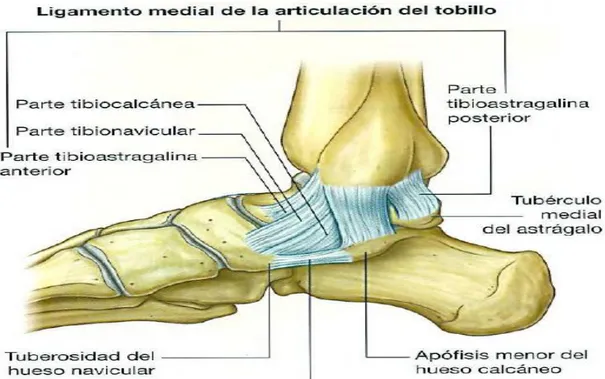 Fig.  2.6.6.1.1  Ligamento  medial  de  la  articulación  del  tobillo.  Richard L. Drake, PhD, Wayne Vogl, PhD, Adam W