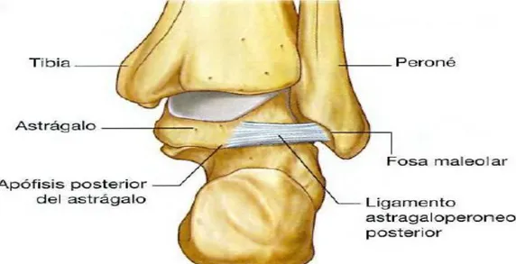 Fig.  2.6.6.2.2  Ligamento  lateral  del  tobillo.Vista  posterior.  Richard  L.  Drake,  PhD,  Wayne  Vogl,  PhD,  Adam  W