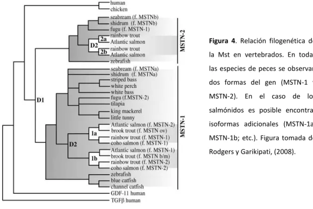 Figura 4. Relación filogenética de la Mst en vertebrados. En todas las especies de peces se observan dos formas del gen (MSTN-1 y MSTN-2)