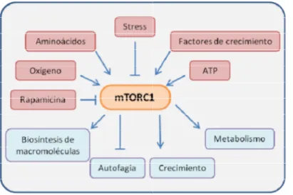 Figura 7. mTORC1 es capaz de responder ante estímulos extracelulares promoviendo el crecimiento celular por inducción o inhibición de procesos anabólicos y catabólicos, respectivamente.