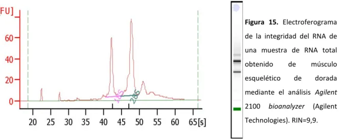 Figura 15. Electroferograma de la integridad del RNA de una muestra de RNA total obtenido de músculo esquelético de dorada mediante el análisis Agilent 2100 bioanalyzer (Agilent Technologies)