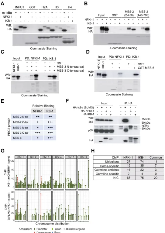 Figure 3.  C. elegans IκBs physically interact with histones and PRC2 proteins, but not mammalian NF-κB 