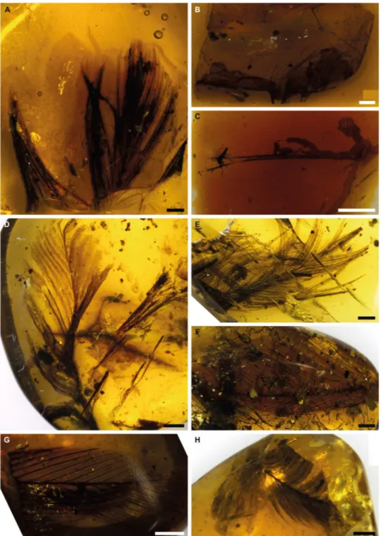 Figure 1.  Specimens of feathers in amber used in this study. Scale bars = 1 mm. (A) Baltic amber, Smf Be 370, 