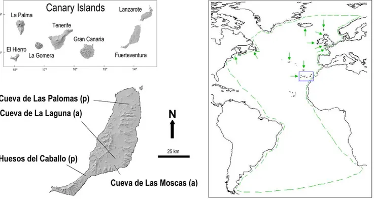 Figure 1. Geographic location of the Canary Islands (blue square), and breeding areas and distribution (green arrows and lines respectively) of Puffinus puffinus 