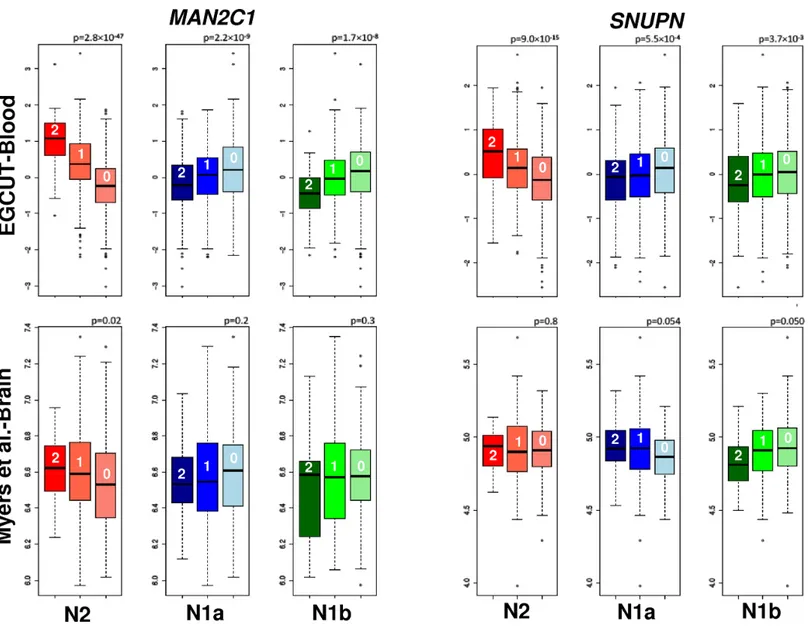 Fig 6. Association between N2, N1a and N1b alleles and the gene expressions of MAN2C1 and SNUPN in blood and brain