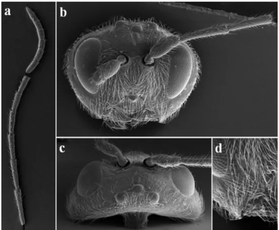 Figura 1. Aspectos morfológicos de la cabeza de Andricus tamaulipensis: a) flagelómeros de la antena; b) cabeza en vista frontal; c) cabeza en vista  dorsal; d) detalle de la zona malar.
