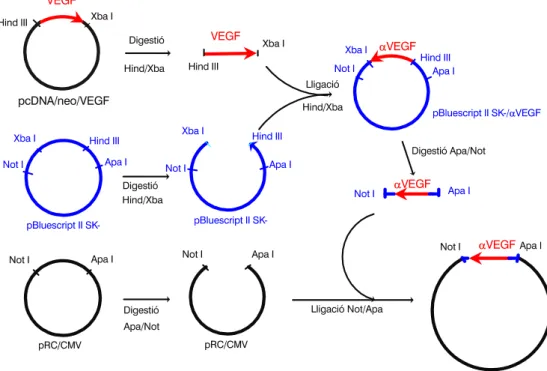 Figura 3: Plasmid VEGF en sentit (pRC/CMV/VEGF)