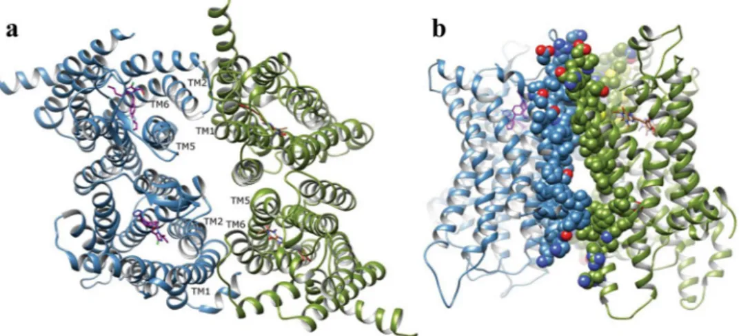 Figure 3. A 2A R expression potentiates AT 1 R functioning. (a) Representative Angiotensin II-mediated 