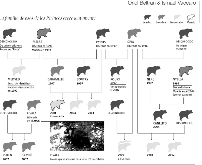 Figura 2 Genealogia da população pirenaica de ursos. Fonte: La Vanguardia, 02 de Novembro de 2008.