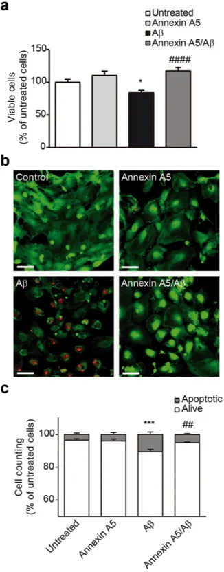 Figure 5.  Annexin A5 restores the Aβ-induced cell viability reduction and apoptosis. (a) Epithelial choroid plexus  cell viability after incubation with and without oligomerised Aβ 42  (10  µM) for 48 hours in absence or presence of 