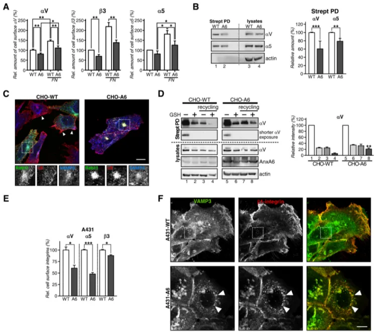 FIGURE 1. AnxA6 overexpression reduces cell migration and invasion. A and D, wound closure of A431-WT (WT) and A431-A6 (A6) cells (A) and CHO-WT and CHO-A6 cells (D)