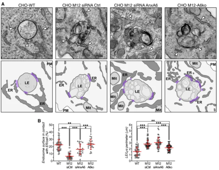Fig. 4    Increased membrane contact sites in CHO M12 cells after  AnxA6 depletion. a Representative transmission electron  micros-copy (TEM) images of late endosomes/lysosomes (LE/Lys) from  CHO-WT, CHO M12 expressing control siRNA (siRNA Ctrl),  siRNA ta