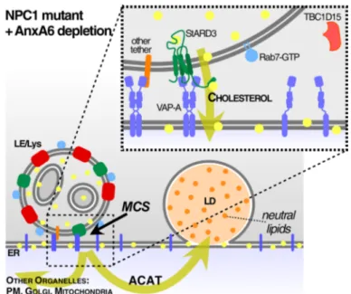 Fig. 6    Model. Scheme of the proposed mechanism for AnxA6 in  Rab7 inactivation and membrane contact site (MCS) functioning