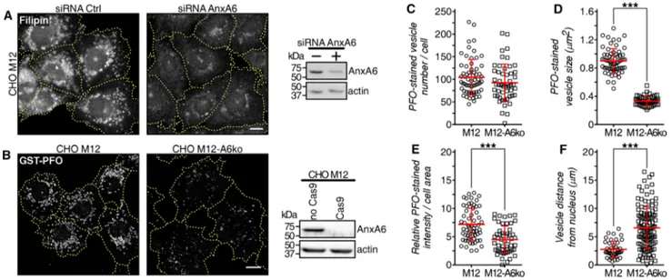 Fig. 1    AnxA6 depletion rescues late endosomal cholesterol accumu- accumu-lation in NPC1 mutant cells