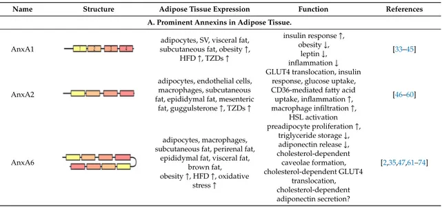 Table 1. Domain structure, expression patterns, and potential functions of annexins expressed in adipose tissue