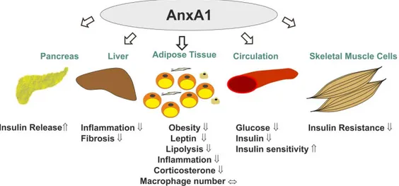 Figure 1. The multiple roles of AnxA1 in metabolism. AnxA1 increased insulin release of pancreatic  beta-cells [108] and improved insulin response of skeletal muscle and whole body insulin sensitivity,  thus  lowering  circulating  glucose  and  insulin  l