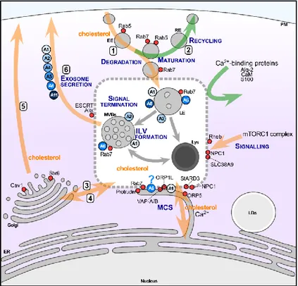 Figure 1. Schematic overview of Annexins at the crossroad of late endocytic pathways. Late endocytic  structures (LE), MVBs containing ILV and Lys with associated Annexins are depicted in the centre of  the diagram