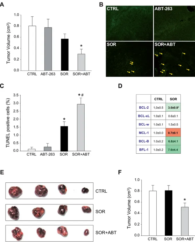 Figure 6: Sorafenib altered the mRNA BCL-2 pattern in vivo and ABT-263 increases sorafenib efficacy in murine  subcutaneous HepG2 models