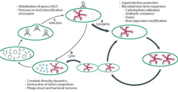 Figure 1. Lytic and lysogenic cycles of bacteriophages (Reyes et al., 2012).