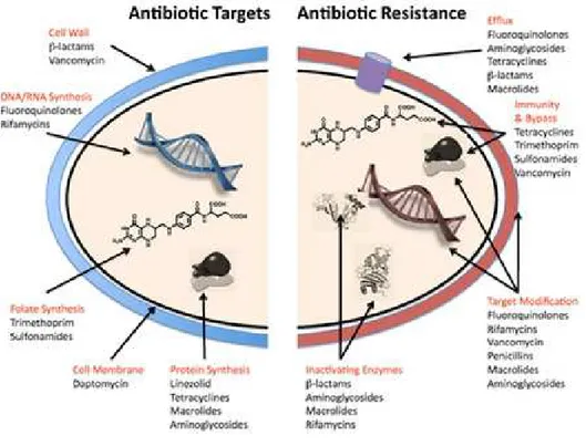 Figure 6. Antibiotic targets and mechanisms of resistance (Wright, 2010).